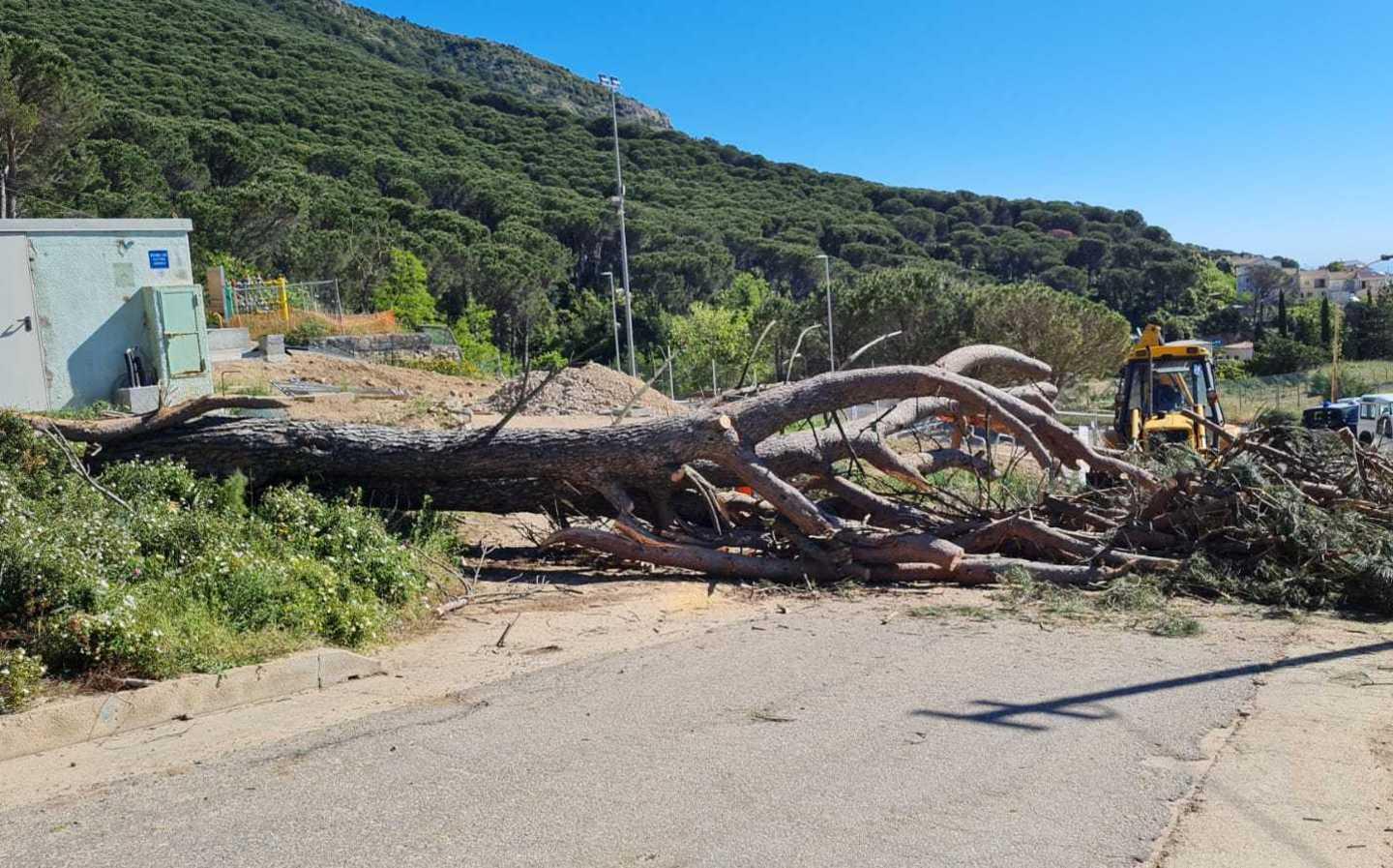 Operaio di Forestas ferito mentre taglia un albero 
