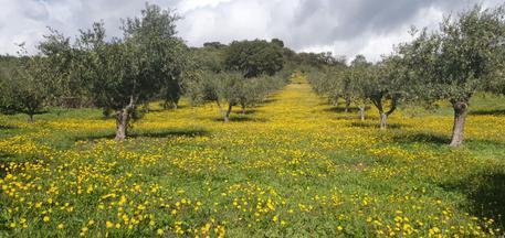Via libera in Sardegna al più grande distretto bio d'Italia 