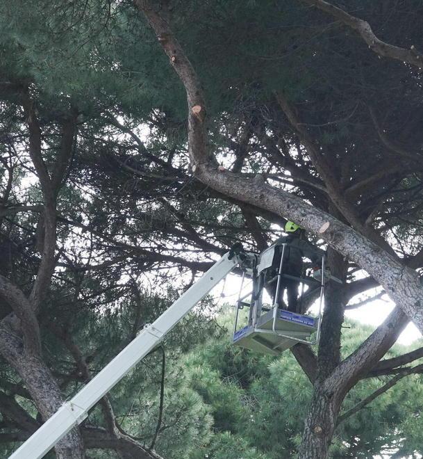 Anno 1999, la difesa delle pinete di Cancogni e Montanelli 