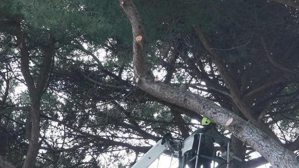 Anno 1999, la difesa delle pinete di Cancogni e Montanelli