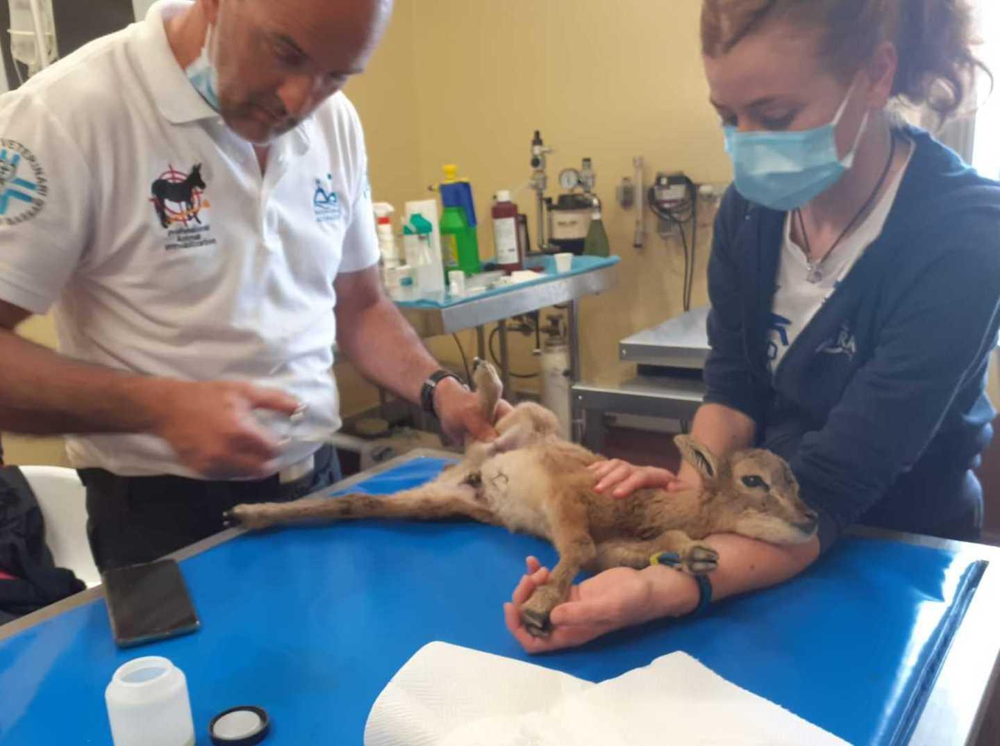 Asinara, si tuffa e salva cucciolo di muflone 