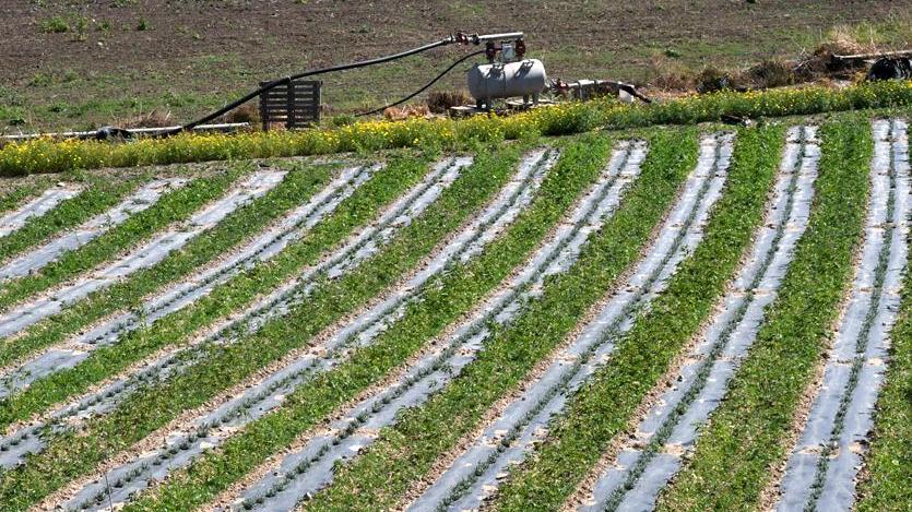 Coltivava cannabis sativa, ora rischia il processo
