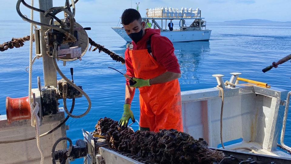 Oro nero nel mare di Piombino: dall’allevamento delle cozze, ecco 40 posti di lavoro