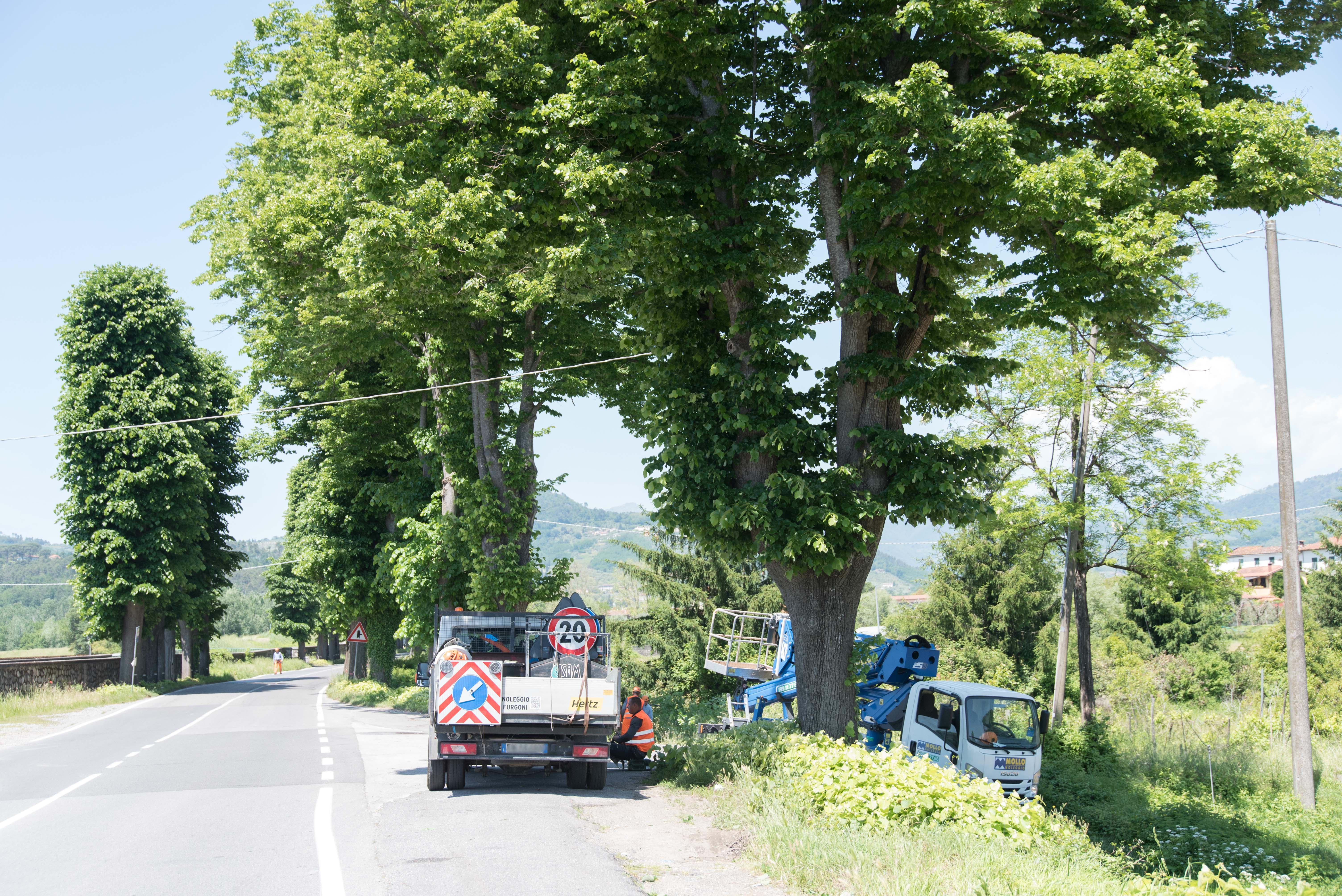 Un momento del taglio degli alberi (Ilaria Genovesi)