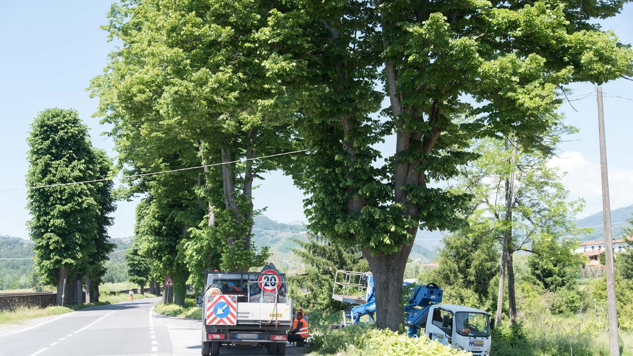Un momento del taglio degli alberi (Ilaria Genovesi)