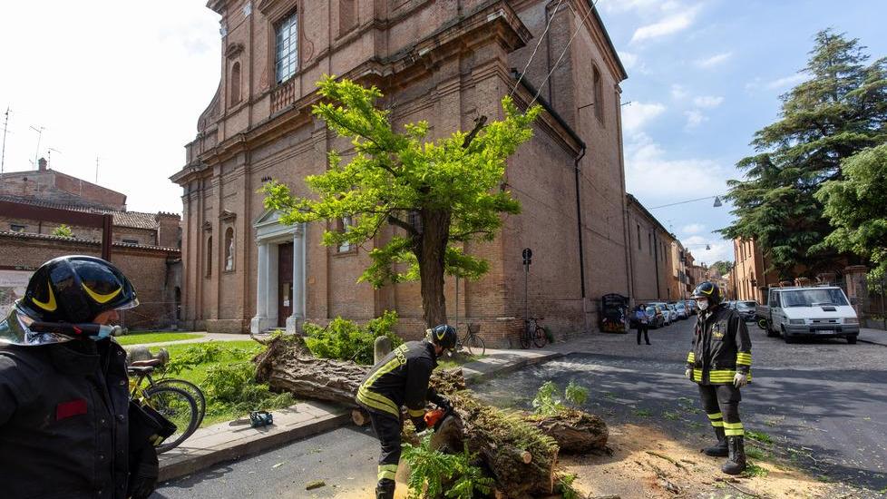 Cade l’albero della chiesa di San Girolamo