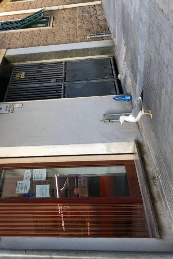 Teresa, la gabbianella in fila in macelleria
