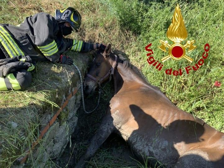 Pontedera, cavallo in un fosso recuperato dai vigili del fuoco 