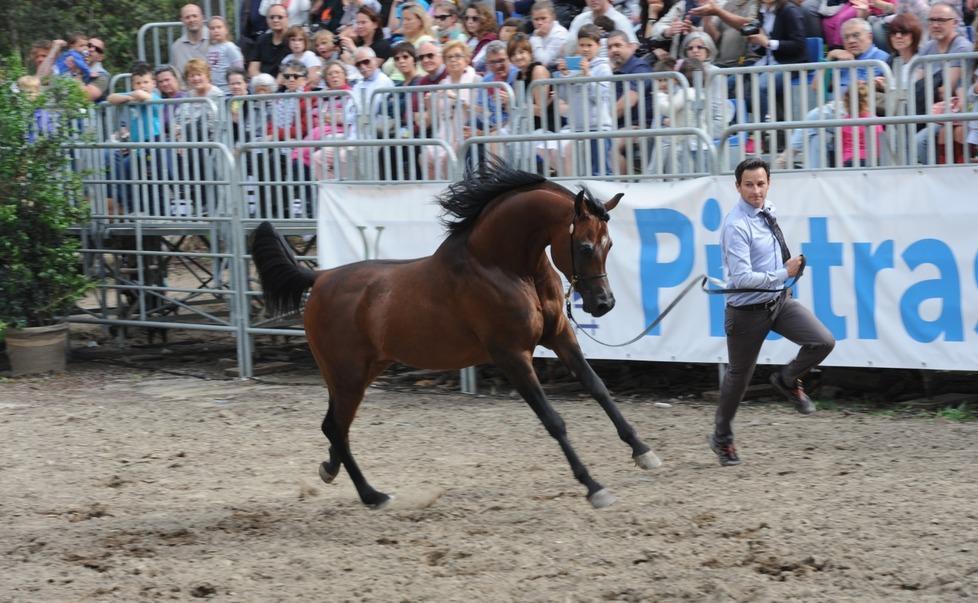 Nella villa di d’Annunzio la grande vedette è il cavallo Show dei 100 purosangue