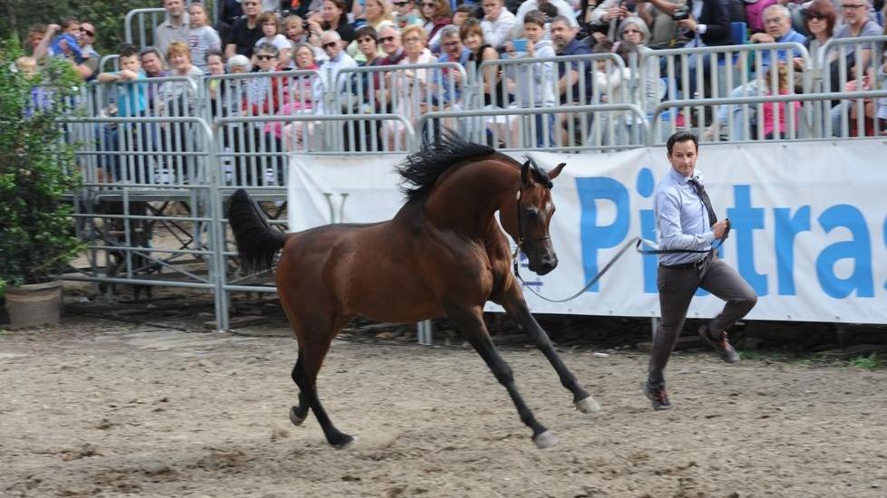 Nella villa di d’Annunzio la grande vedette è il cavallo Show dei 100 purosangue