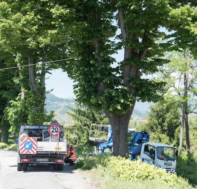 Via per Camaiore, tigli abbattuti in anticipo 