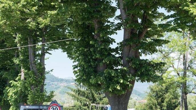 Via per Camaiore, tigli abbattuti in anticipo