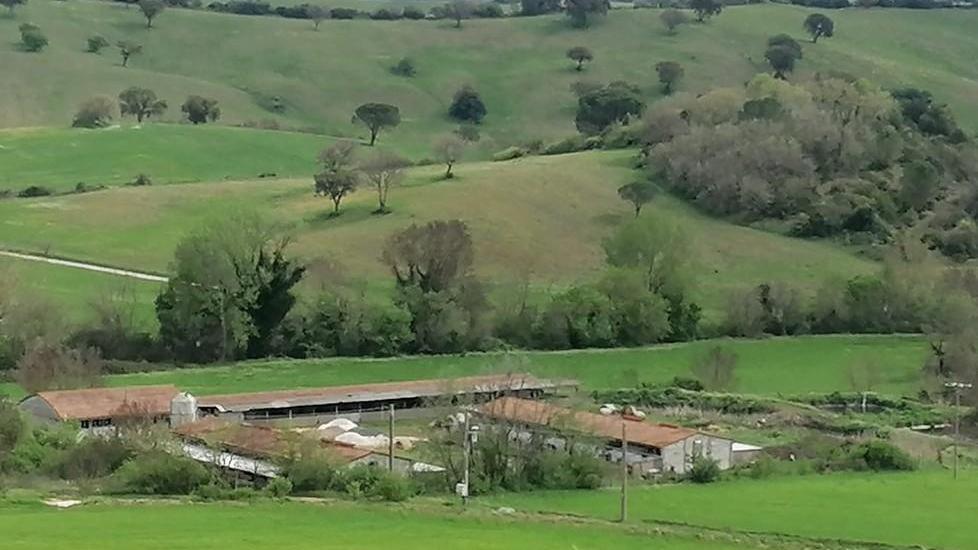 Suini, allevamento a Barbiconi Un comitato contro il progetto