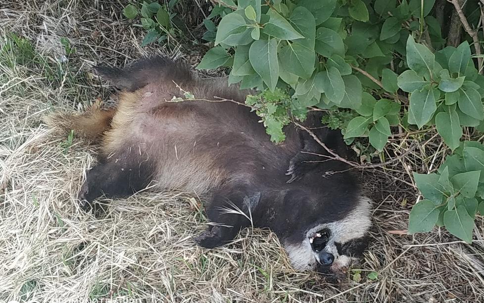 Tasso investito a Borzano