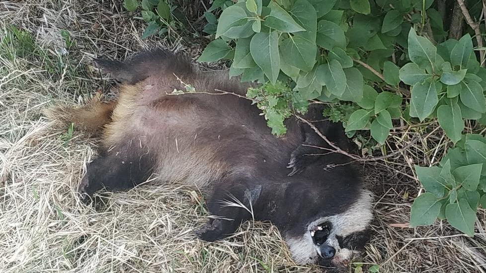 Tasso investito a Borzano