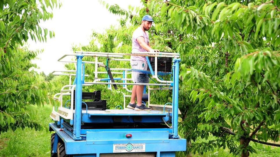 A Vignola l’azienda agricola dove si adottano i ciliegi