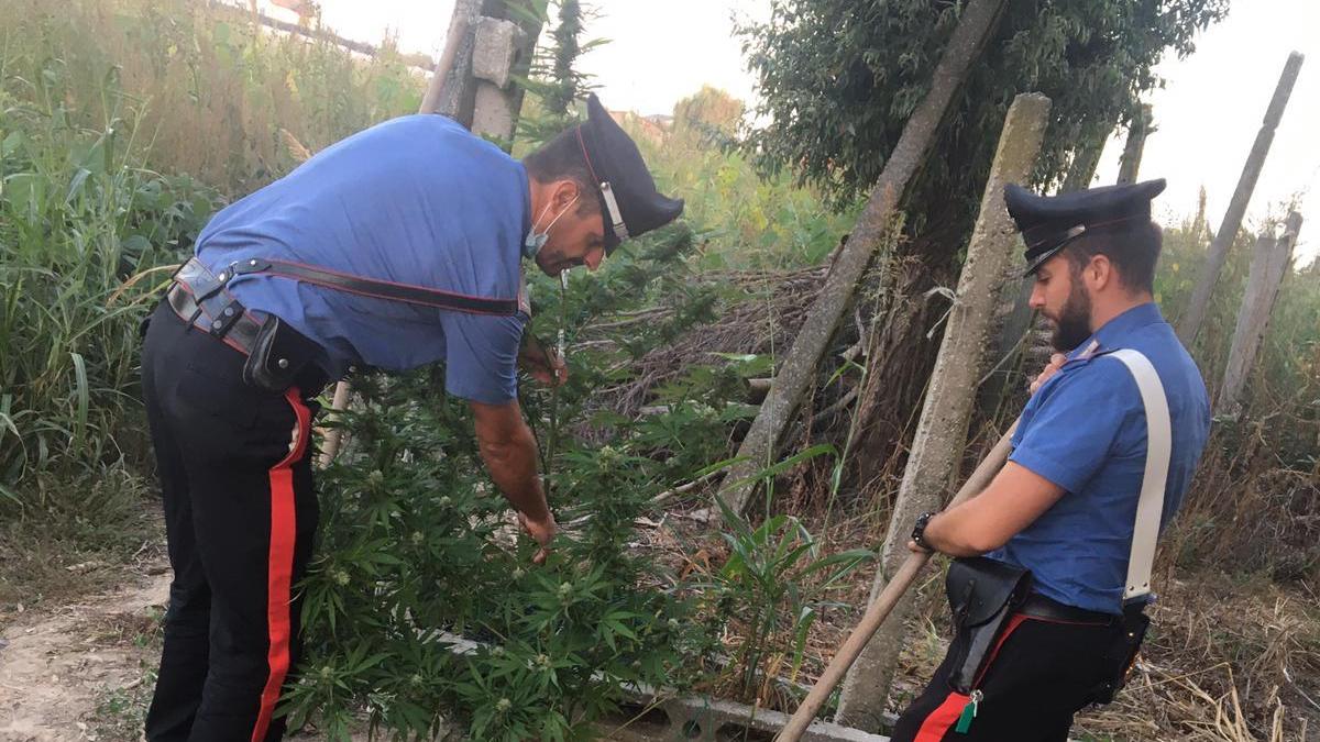 I carabinieri mentre sequestrano piante di marijuana