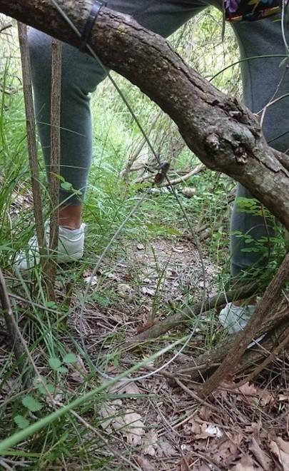 Cane infila la testa nella trappola a cappio messa dai bracconieri