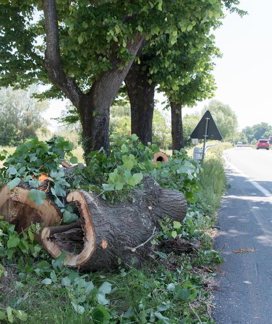 Saranno ripiantati i 21 alberi abbattuti 