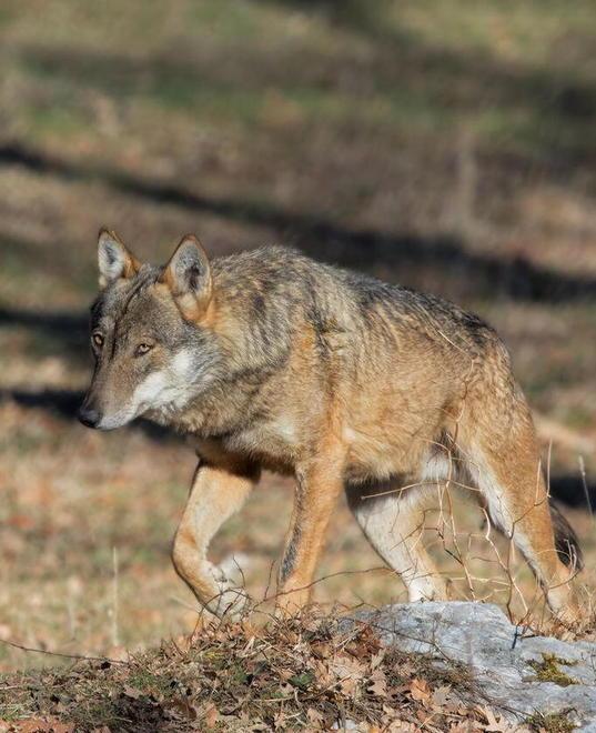 Il lupo a Montelupo, uccise due caprette 