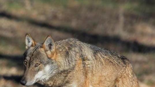 Il lupo a Montelupo, uccise due caprette