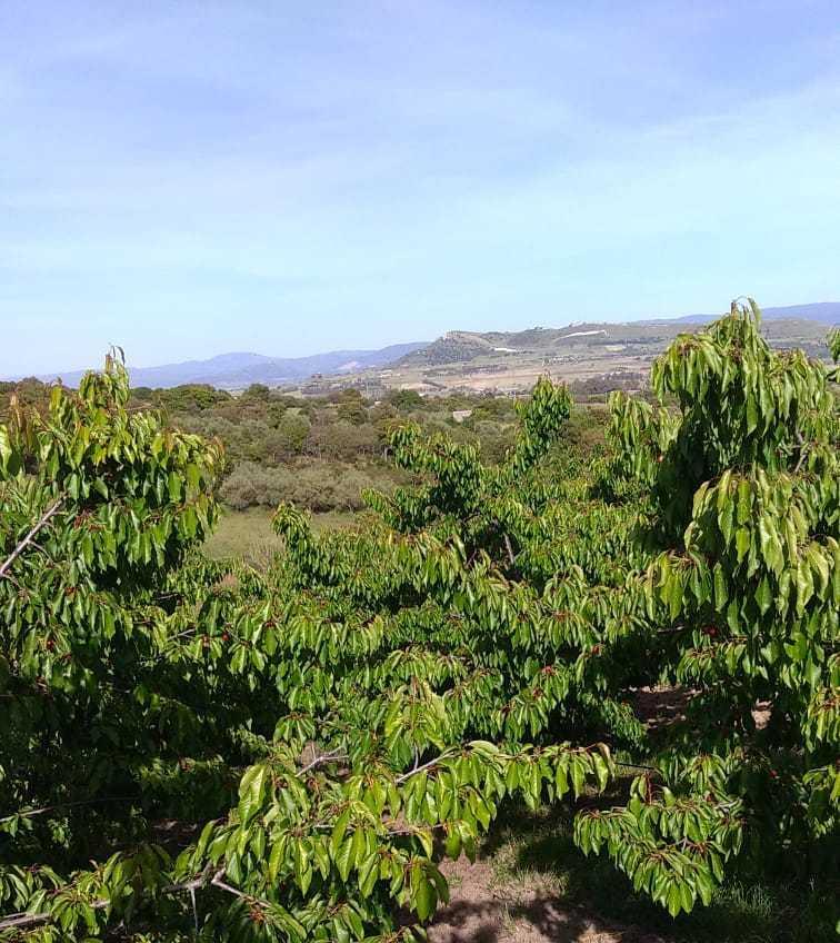 L’anno nero delle ciliegie annullata anche la Fiera 