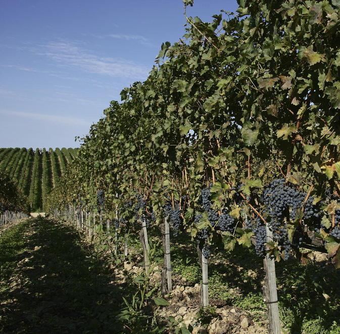 Per rinnovare le vigne ci sono i contributi 
