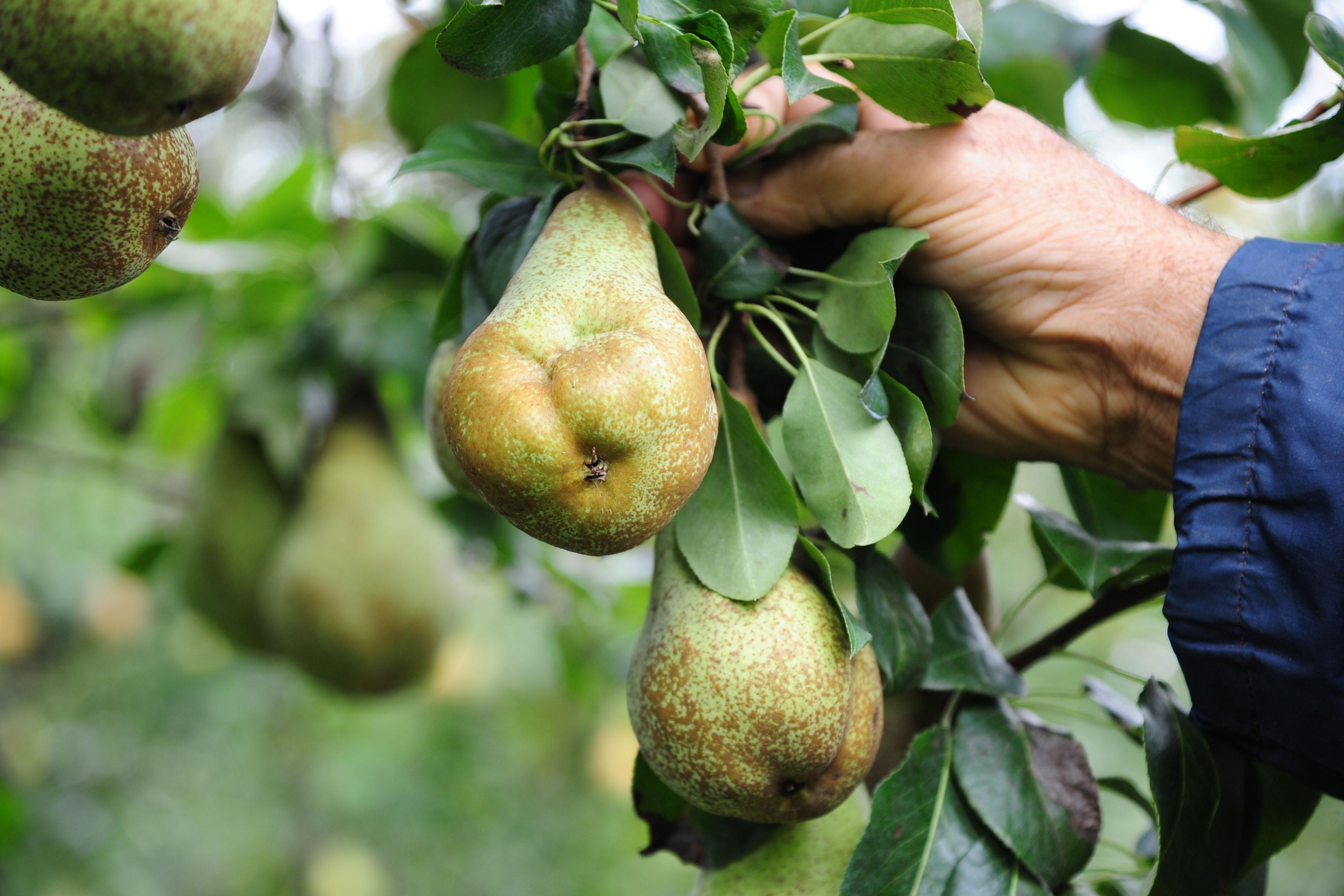 Agroalimentare, la battaglia sui prezzi. Un chilo di pere: 3 euro, 15 centesimi a chi le coltiva 