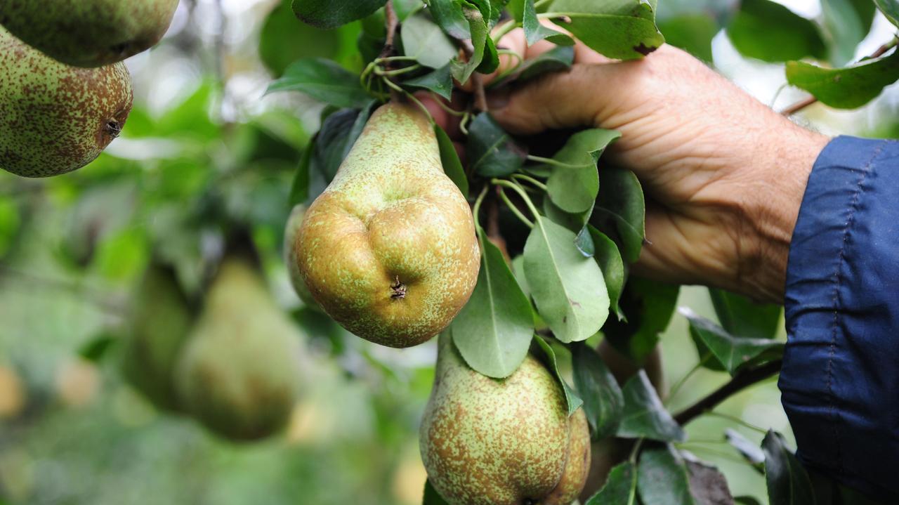 Agroalimentare, la battaglia sui prezzi. Un chilo di pere: 3 euro, 15 centesimi a chi le coltiva