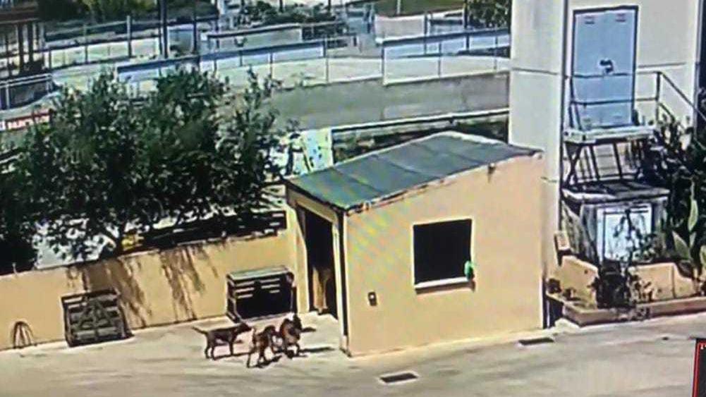 Cani liberi in zona industriale. «Il mio Bric è stato massacrato»