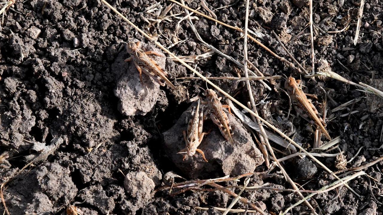 Locuste, il 7 in Regione sindaci di Noragugume Bolotana e Ottana