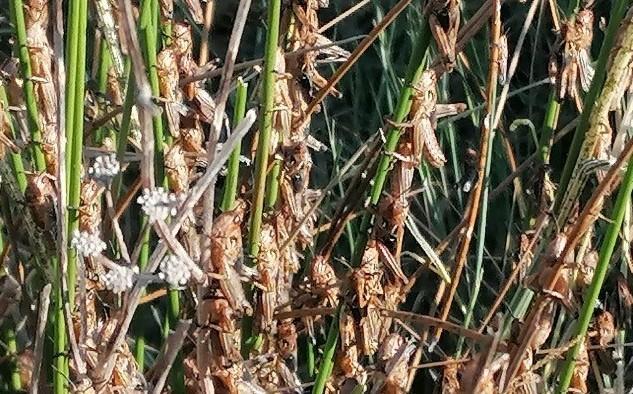 Invasione di cavallette l’allarme di Coldiretti 