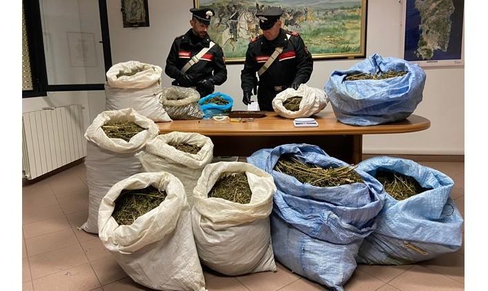 Sequestrati dai carabinieri di Giba oltre 200 chili di cannabis sativa