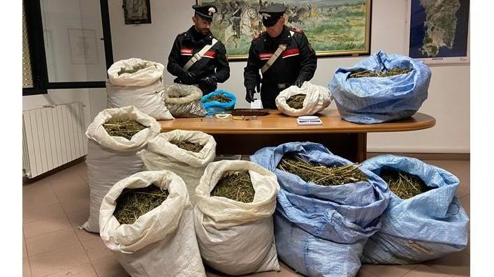 Sequestrati dai carabinieri di Giba oltre 200 chili di cannabis sativa