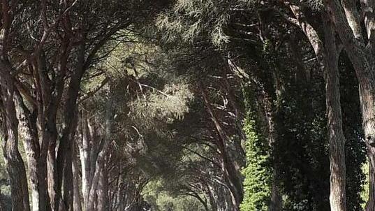 Una veduta di San Rossore