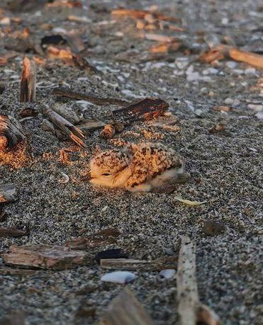I piccoli di fratino sono nati in spiaggia 
