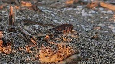 I piccoli di fratino sono nati in spiaggia