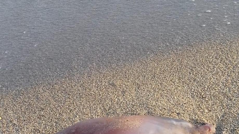 Arriva l’estate e in spiaggia fa capolino una medusa gigante