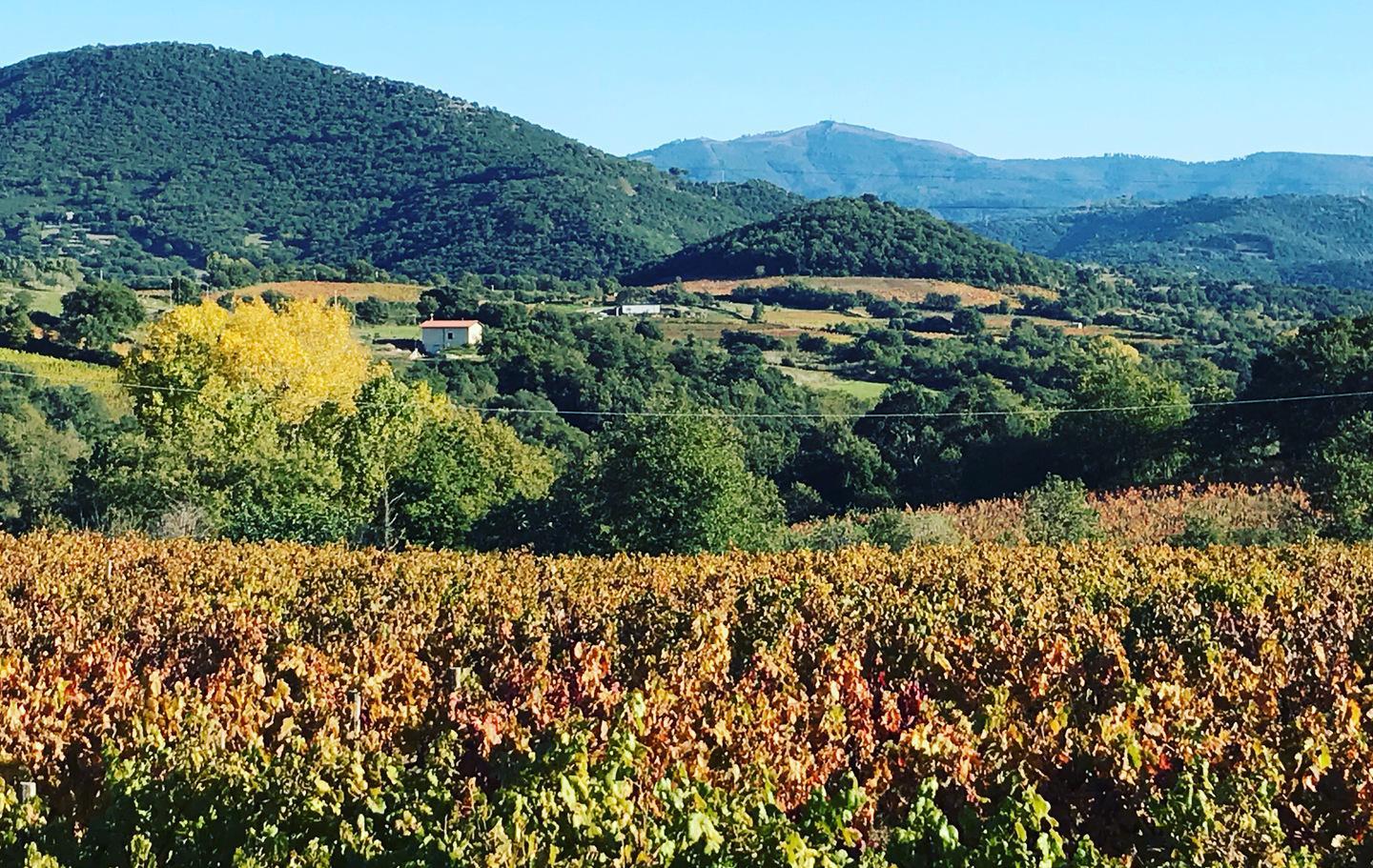 Medaglia d’oro al vino Lungavita del Mandrolisai 
