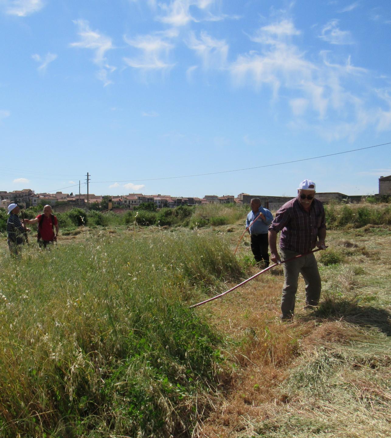 Con falci, cavalli e mola Thiesi ritorna al passato 