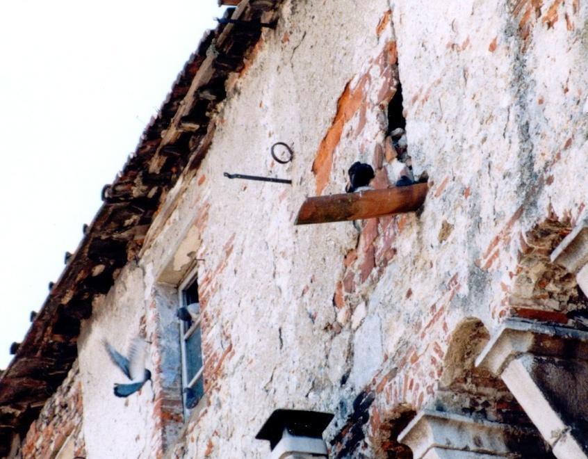 Piccioni morti in piazza Duomo: «Possibile avvelenamento» 