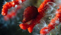 Alghero, il corallo vivo ora ha il suo museo 