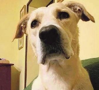 Cinque condannati per l’uccisione del labrador Rocky