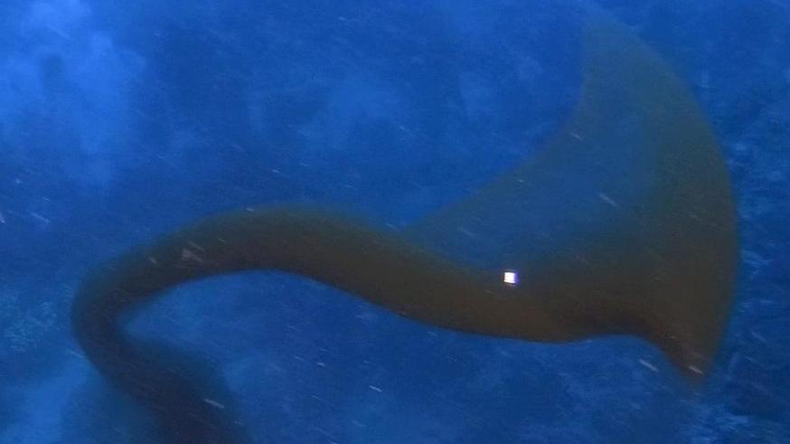 Sorpresa per i subacquei compare il calamaro gigante