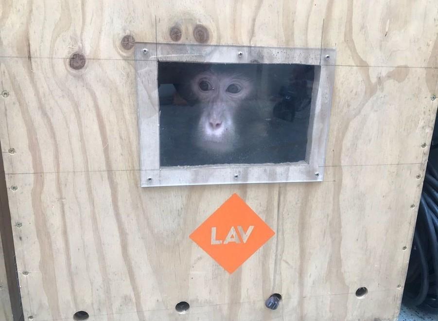 Mai più in laboratorio La Lav porta al Crasm tre macachi veronesi