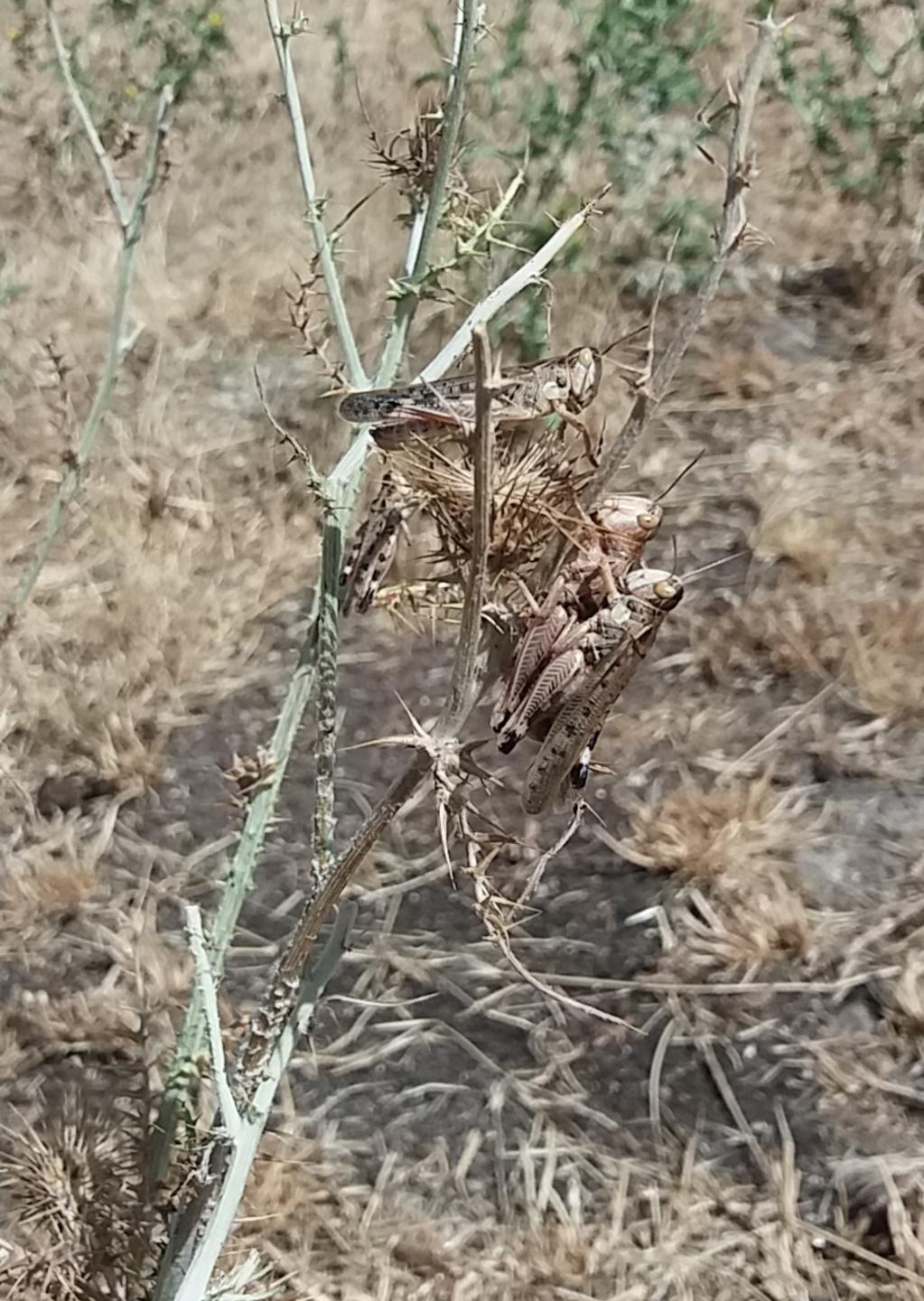L’invasione delle cavallette raggiunge Sedilo 