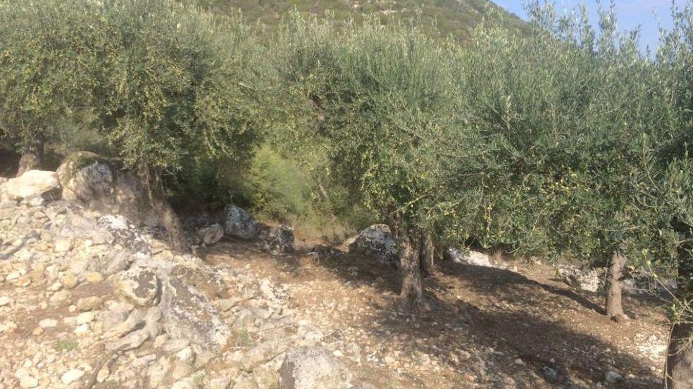 Ittiri, la magia della merenda tra gli alberi di ulivo 