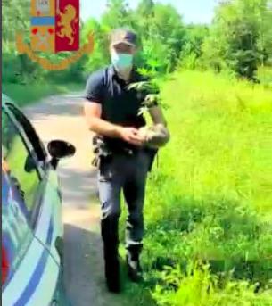 Marijuana sul lungo Crostolo: la polizia sequestra 16 piante