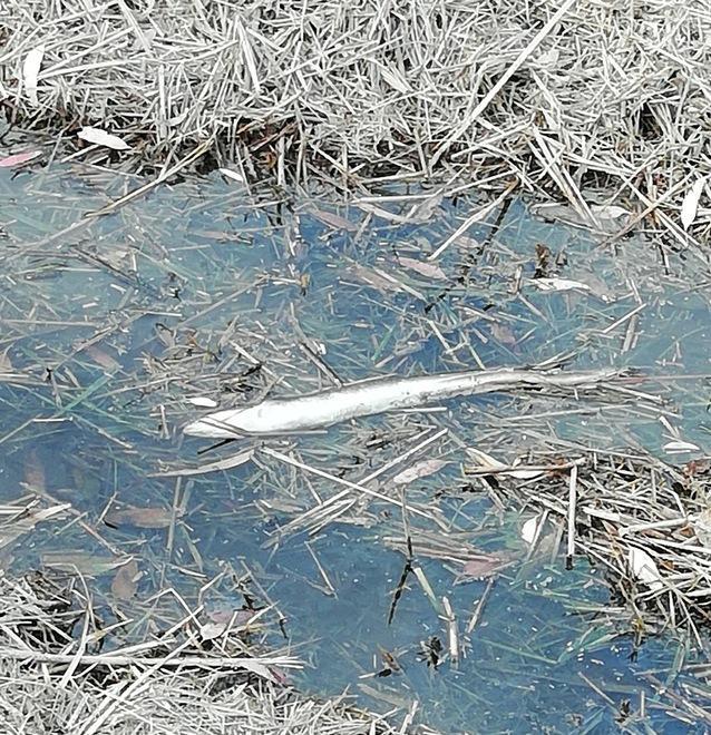 Pesci morti nel canale del Seggio a Marina