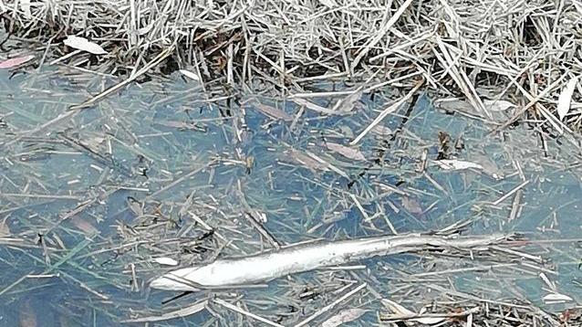 Pesci morti nel canale del Seggio a Marina